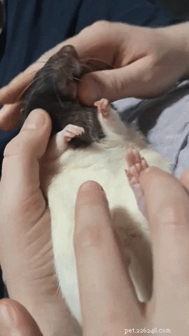 17 фотографий крыс, являющихся самыми очаровательными домашними животными