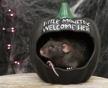 17 immagini di topi che sono gli animali domestici più adorabili