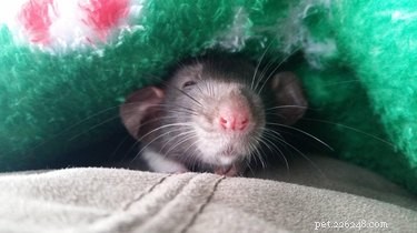 17 bilder på råttor som är de mest bedårande husdjuren