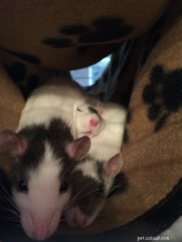 17 immagini di topi che sono gli animali domestici più adorabili
