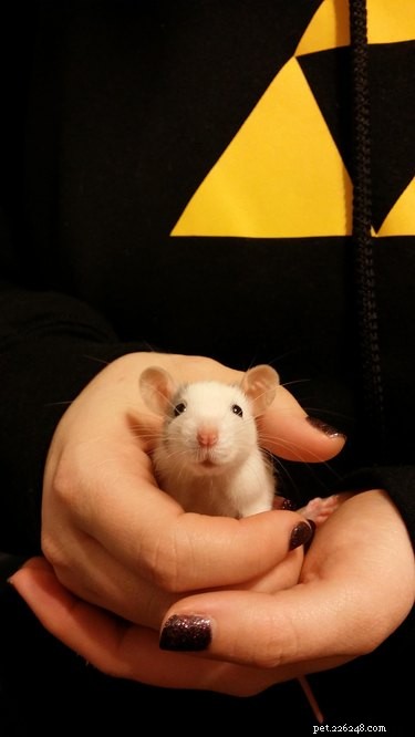 17 obrázků krys jako těch nejrozkošnějších mazlíčků
