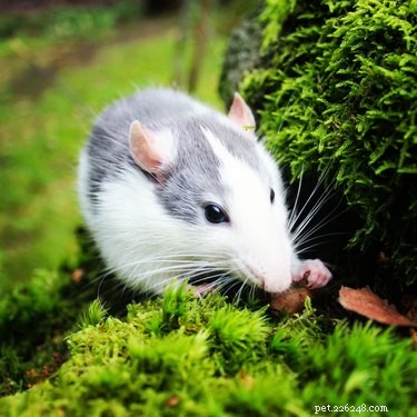 17 foto s van ratten die de schattigste huisdieren zijn