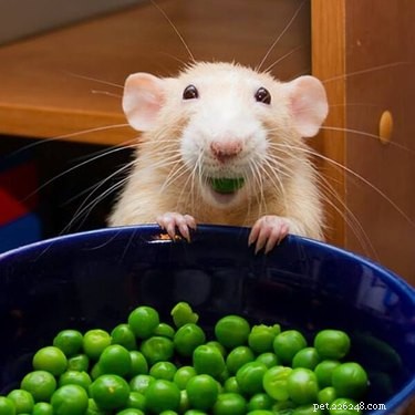 17 bilder på råttor som är de mest bedårande husdjuren
