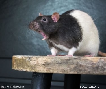 17 photos de rats étant les animaux de compagnie les plus adorables