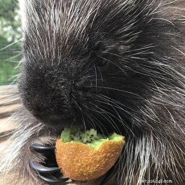 Riesci a superare queste immagini di un porcospino che mangia frutta senza esplodere per il sovraccarico di dolcezza?