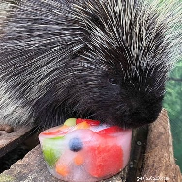 당신은 귀여움 과부하에서 폭발하지 않고 과일을 먹고있는 고슴도치의 사진을 통해 그것을 만들 수 있습니까? 