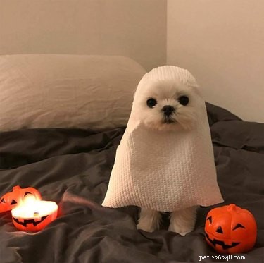 18 schattige en spookachtige huisdieren voor Halloween