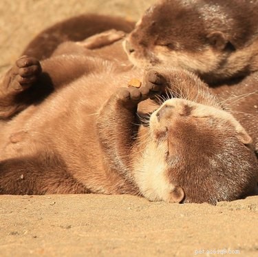 19 lontras adoráveis ​​que você realmente lontra Dê uma olhada