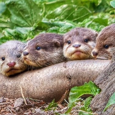 19 schattige otters die je echt otter bekijkt
