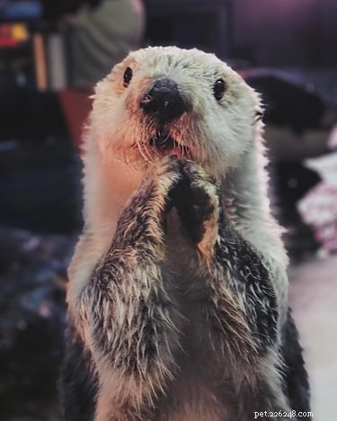 19 lontras adoráveis ​​que você realmente lontra Dê uma olhada