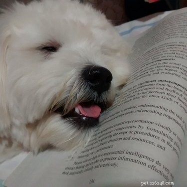 15 huisdieren die denken dat boeken dom zijn