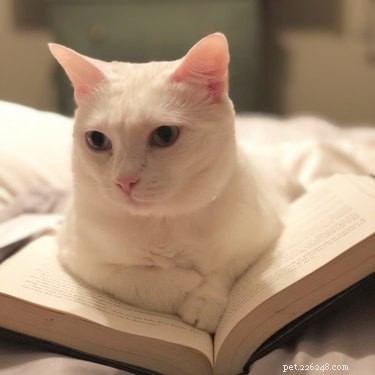 15 husdjur som tycker att böcker är dumma