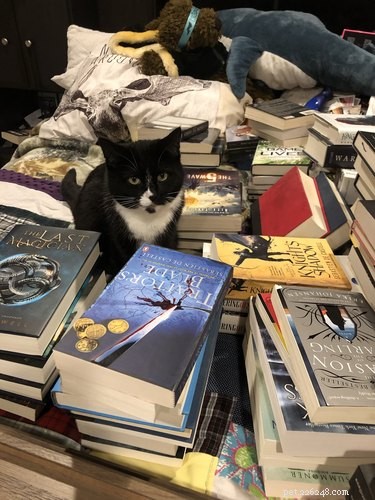15 huisdieren die denken dat boeken dom zijn