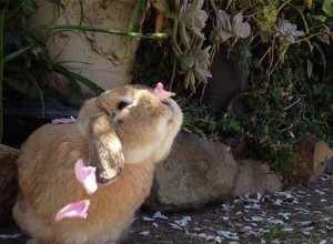 21 konijntjes die recht in je hart zullen springen