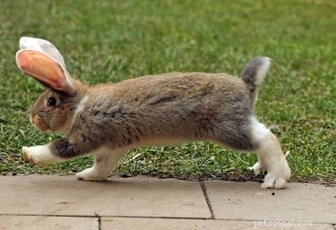 21 kaniner som hoppar rakt in i ditt hjärta