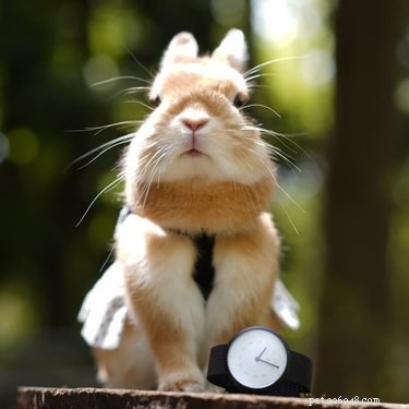 21 conigli che ti salteranno direttamente nel cuore