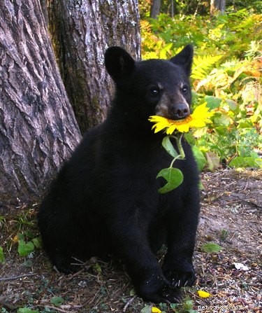 23 fois où nous avons souhaité que les ours deviennent de bons animaux de compagnie