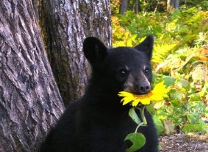 23 vezes desejamos que os ursos fossem bons animais de estimação