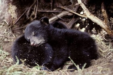 23 fois où nous avons souhaité que les ours deviennent de bons animaux de compagnie