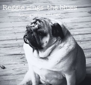 21 Pets With Totally Fire albumcovers