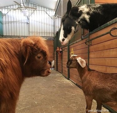 19 adorables animaux de la ferme qui vous donneront envie de vivre dans une ferme