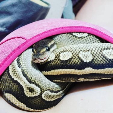22 schattige slangen Sssssssslithering rechtstreeks in je hart