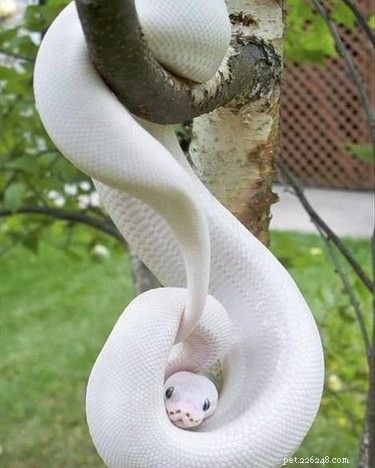 22 schattige slangen Sssssssslithering rechtstreeks in je hart