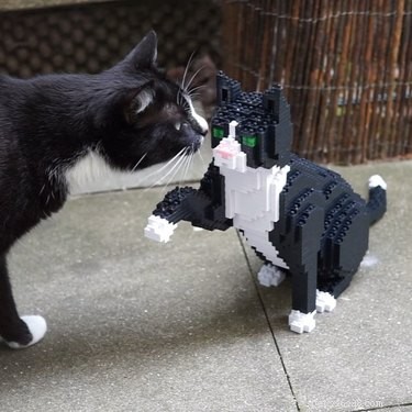 고양이와 강아지의 실물 크기 LEGO 조각품은 당신의 마음을 사로잡을 것입니다