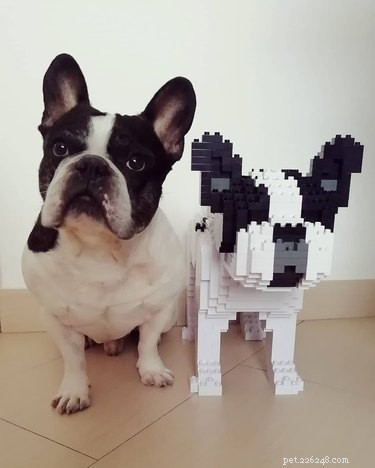 猫と犬のこれらの等身大のレゴの彫刻はあなたの心を吹き飛ばします 