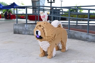 猫と犬のこれらの等身大のレゴの彫刻はあなたの心を吹き飛ばします 