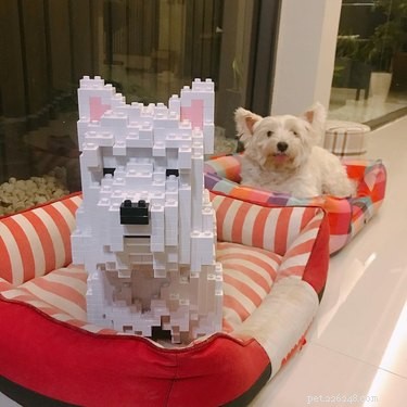 Эти скульптуры кошек и собак LEGO в натуральную величину поразят вас