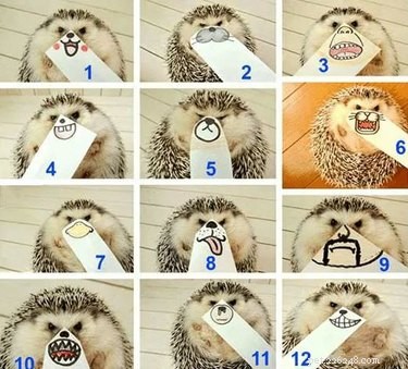 22 ježků, kvůli kterým si budete přát, abyste měli ježka