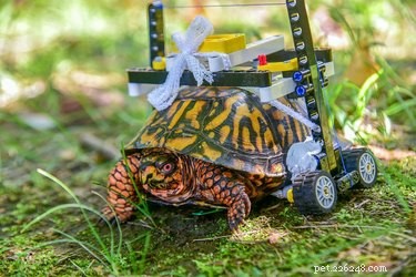 LEGO 휠체어가 부상당한 사랑스러운 거북이를 회복의 길로 안내합니다