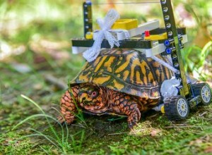 LEGO rolstoel zet schattige gewonde schildpad op weg naar herstel