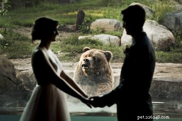 Свадебная свадьба подверглась фотобомбе в зоопарке. Медведь подсказывает все шутки