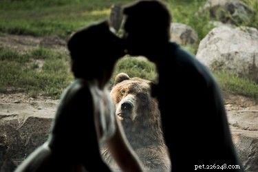 Les noces de mariage photobombées par l ours du zoo invitent toutes les blagues