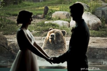 Свадебная свадьба подверглась фотобомбе в зоопарке. Медведь подсказывает все шутки