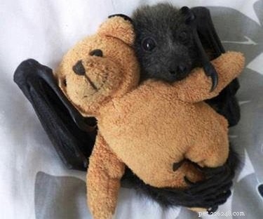 19 GIF e foto che capovolgeranno il modo in cui pensi ai pipistrelli