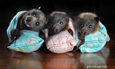 아기 박쥐에 대한 생각을 뒤집을 19가지 GIF 및 사진