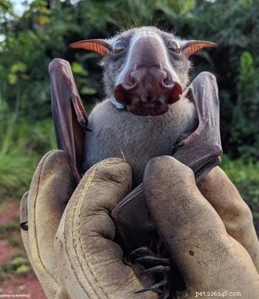 19 GIFů a fotografií, které obrátí vaše smýšlení o netopýřích mláďatech naruby