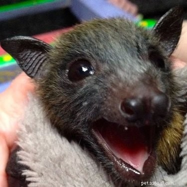 19 GIFs e fotos que vão transformar a forma como você pensa sobre morcegos bebês