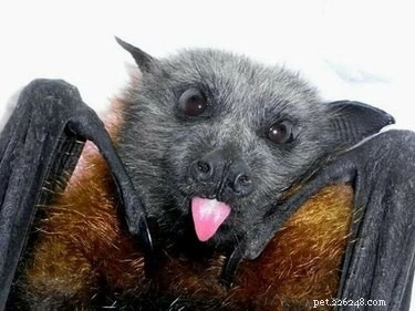 아기 박쥐에 대한 생각을 뒤집을 19가지 GIF 및 사진