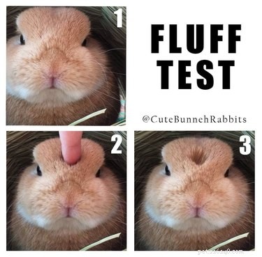 19 memes e fotos de coelhos que vão aquecer seu coração