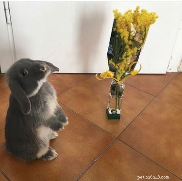 19 meme e foto di coniglietti che ti scaldano il cuore