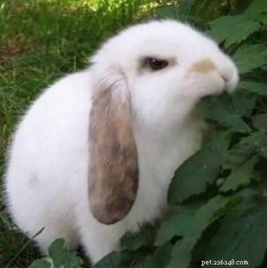 19 мемов и фотографий с кроликами, которые согреют ваше сердце
