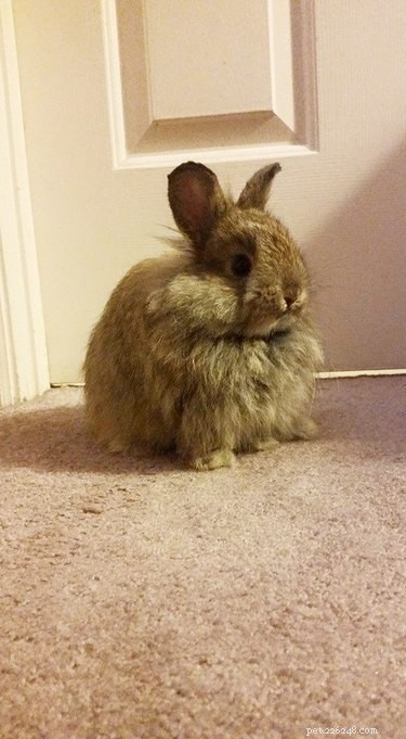 19 мемов и фотографий с кроликами, которые согреют ваше сердце