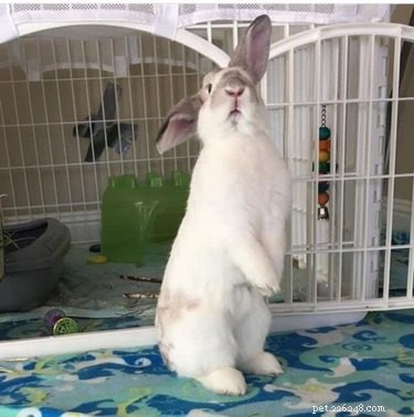 19 meme e foto di coniglietti che ti scaldano il cuore