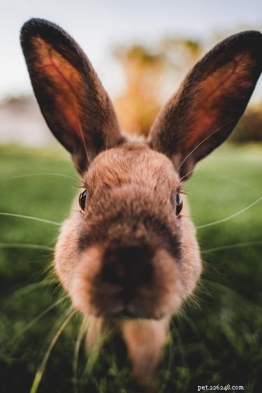 19 kaninmemes och foton som värmer ditt hjärta