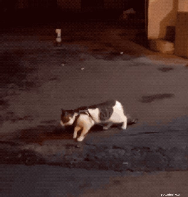Golden Retriever schiaccia il manzo di gatto come un campione