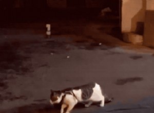 Golden retriever esmaga carne de gato como um campeão